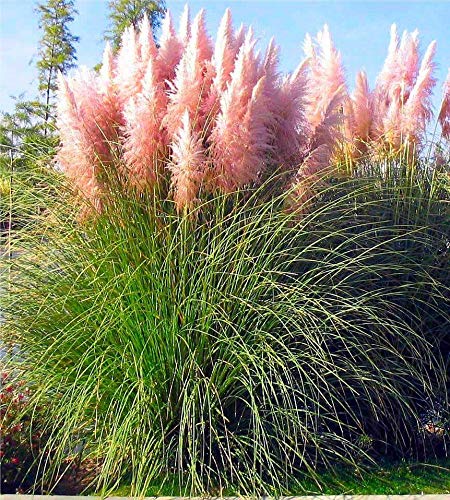Pampasgras 2er Set – Cortaderia selloana Weiß & Rosa, winterhart & mehrjährig