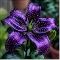 Duftende Lilien Zwiebeln – Winterhart & Mehrjährig, Edle Blüten für Garten & Balkon