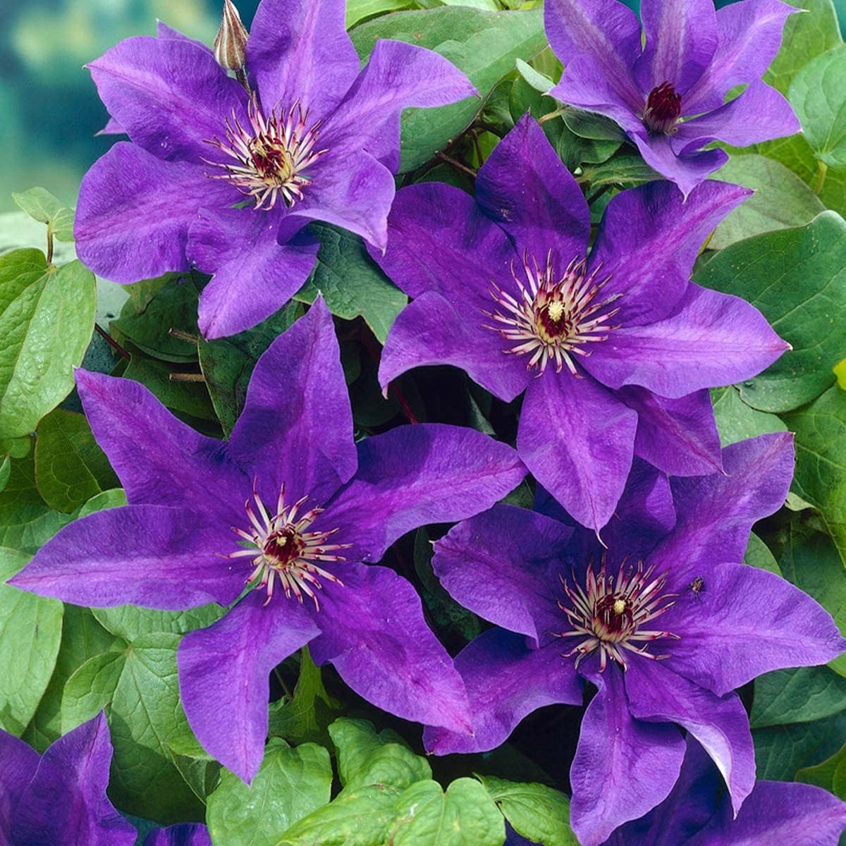 Clematis The President – Lila Kletterpflanze, Winterhart & Mehrjährig für Garten & Balkon