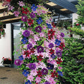 Clematis Pflanzen Mix – Winterhart & Mehrjährig, Kletterpflanze für Garten & Balkon Design
