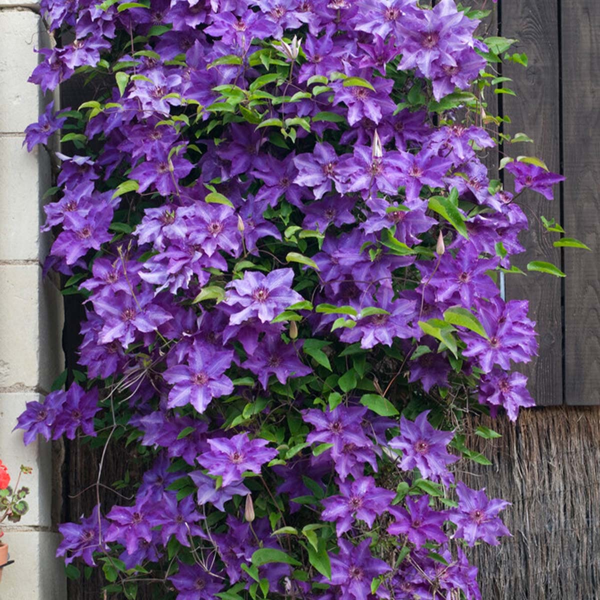 Clematis The President – Lila Kletterpflanze, Winterhart & Mehrjährig für Garten & Balkon