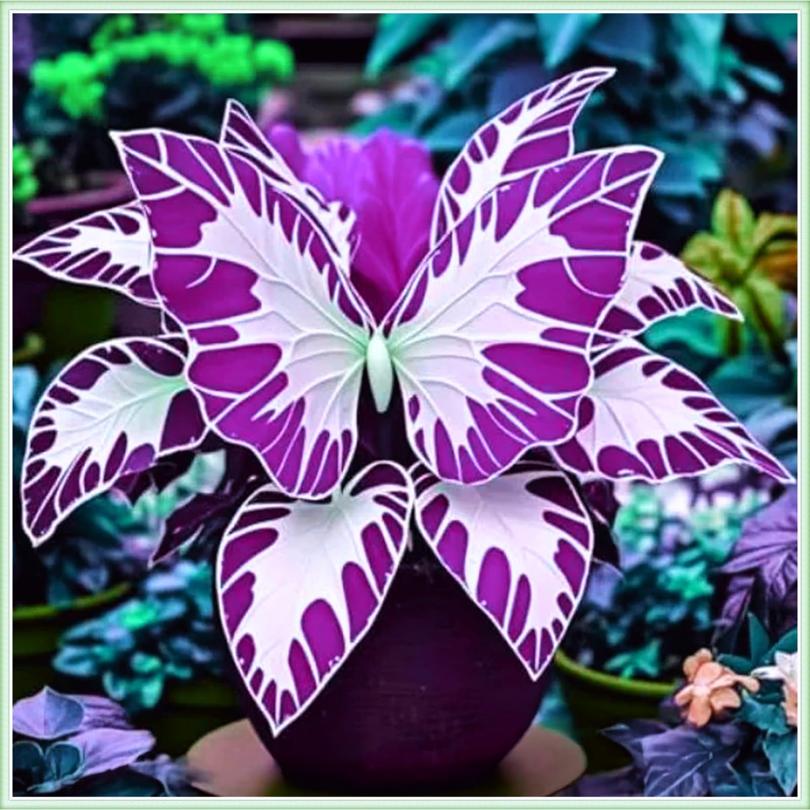 Exotische Hosta Funkie Winterhart – Auffällige Blattschönheit für Schatten Garten & Balkon