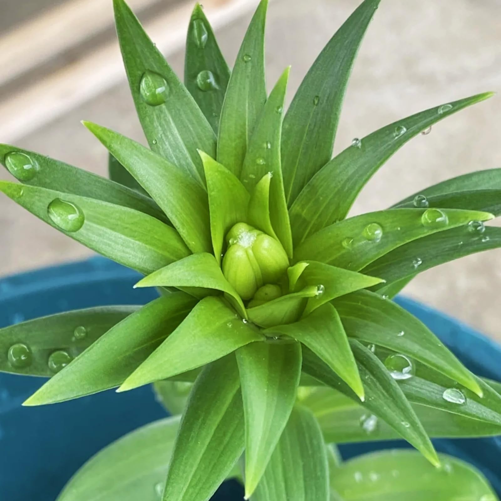 Duftende Lilien Zwiebeln – Winterhart & Mehrjährig, Edle Blüten für Garten & Balkon