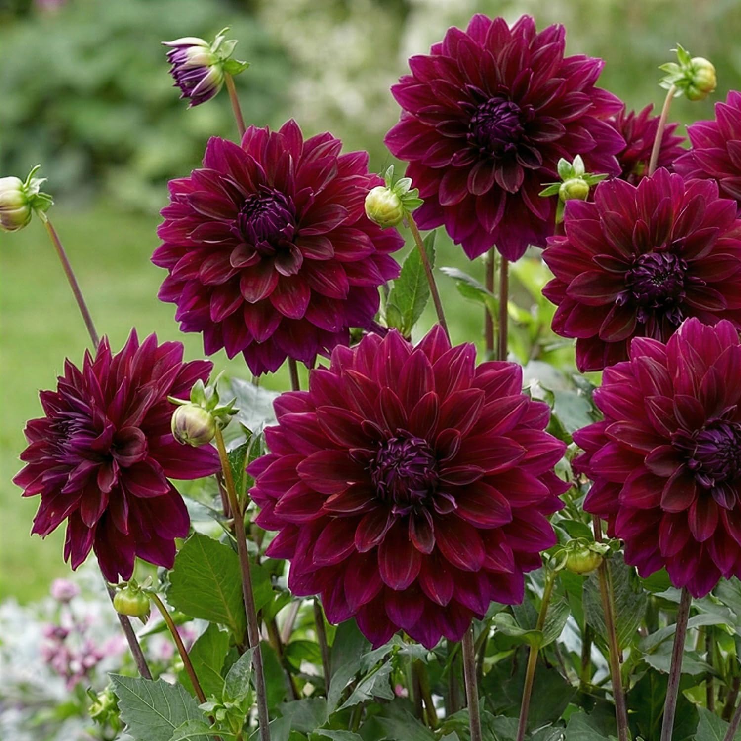 Premium Dahlien Knollen – 5x Dinnerplate Dahlie Lila mit großen Blüten für Garten