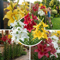 Riesen Lilien Zwiebeln Set – 15x Duftende Gartenlilien, mehrjährig & winterhart