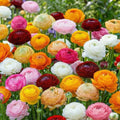 Ranunkeln Zwiebeln 50er Set – Bunte Blüten, Asiatischer Hahnenfuß für Garten & Balkon