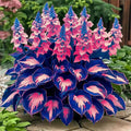 Hosta Rhizom – winterharte, duftende Gartenpflanze, mehrjährig