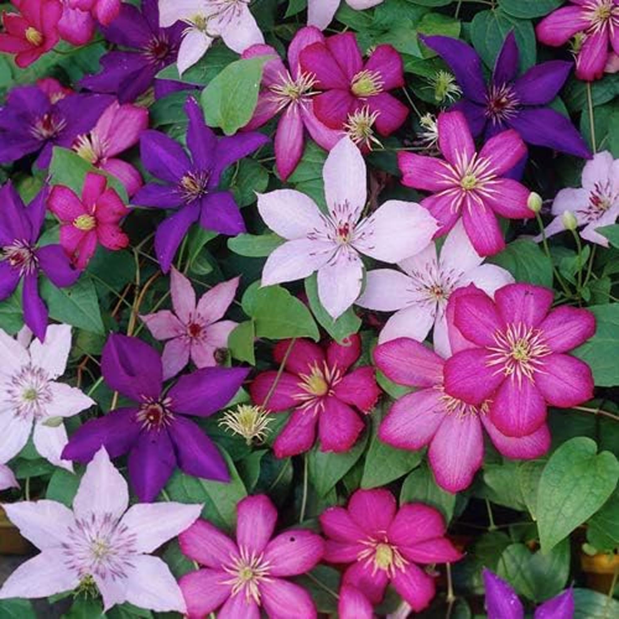 Clematis Pflanzen Mix – Winterhart & Mehrjährig, Kletterpflanze für Garten & Balkon Design