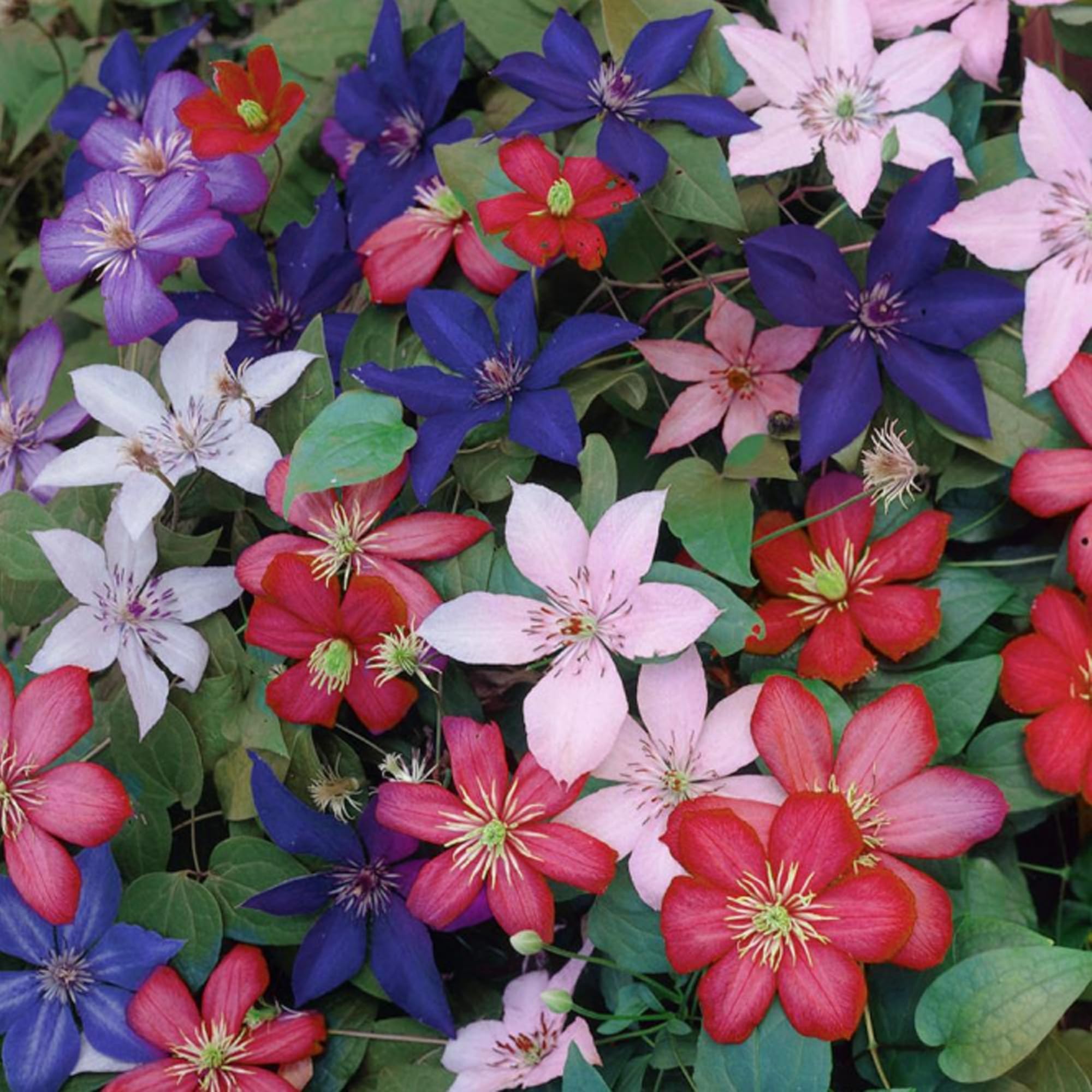 Clematis Pflanzen Mix – Winterhart & Mehrjährig, Kletterpflanze für Garten & Balkon Design