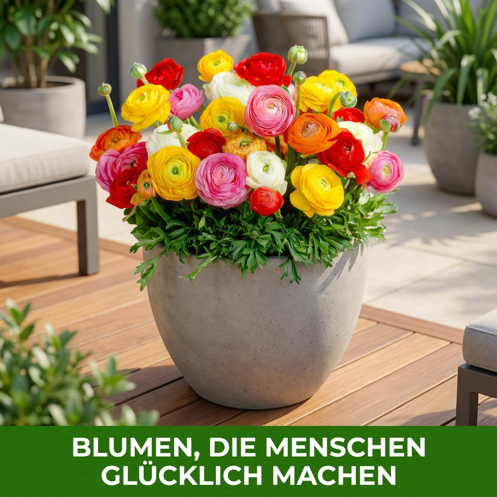 Ranunkeln Zwiebeln 50er Set – Bunte Blüten, Asiatischer Hahnenfuß für Garten & Balkon