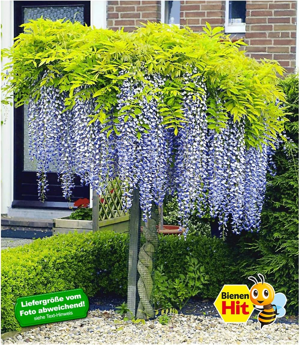 Blauregen auf Stamm – Wisteria sinensis, winterhart, bienenfreundlich, 2-L-Topf
