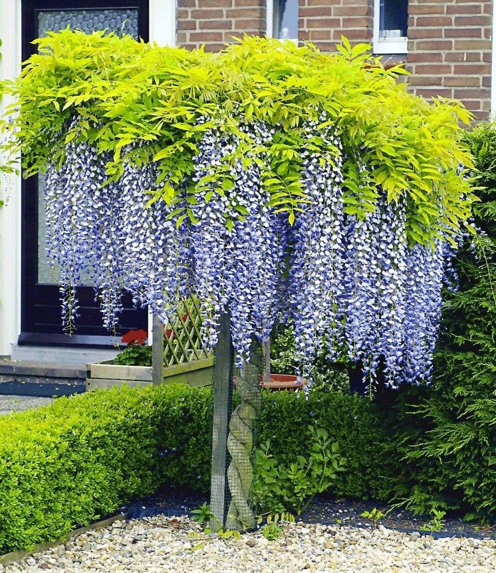 Blauregen auf Stamm – Wisteria sinensis, winterhart, bienenfreundlich, 2-L-Topf