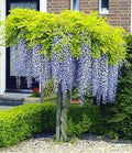 Blauregen auf Stamm – Wisteria sinensis, winterhart, bienenfreundlich, 2-L-Topf