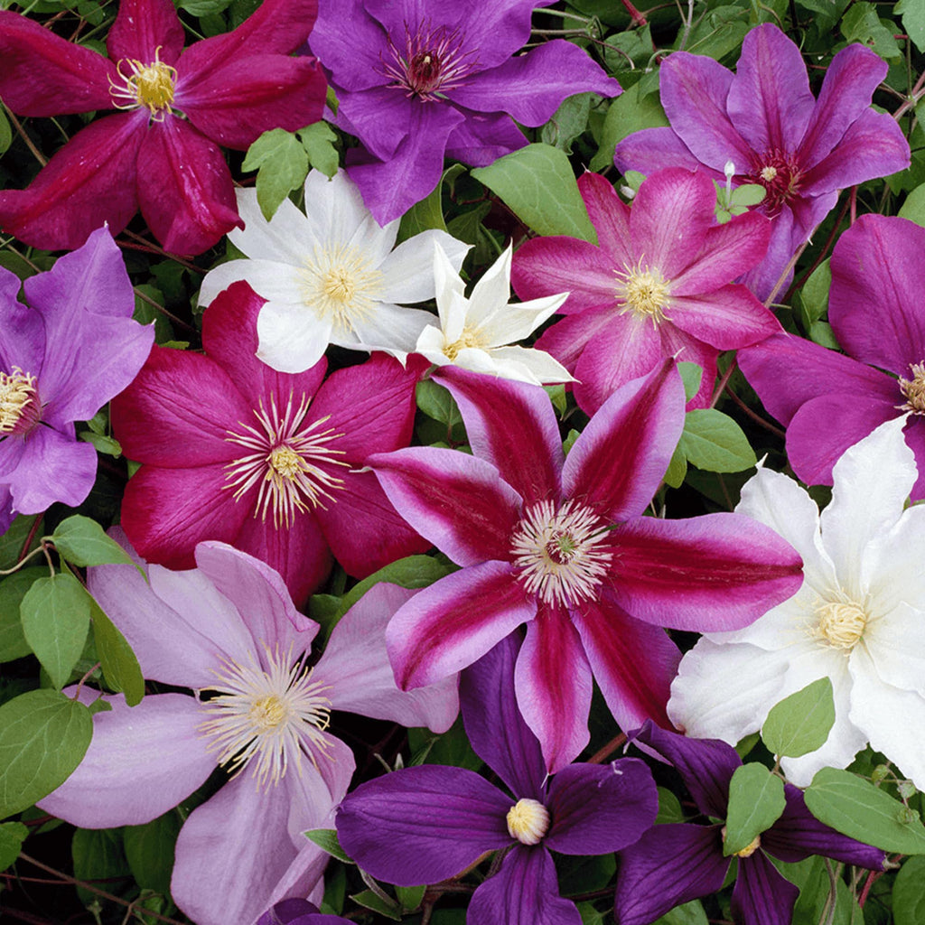 Clematis Pflanzen Mix – Winterhart & Mehrjährig, Kletterpflanze für Garten & Balkon Design
