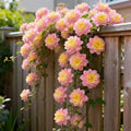 Luxus Clematis Kletterpflanze Winterhart – Üppige Blütenpracht für Garten, Balkon & Zaun
