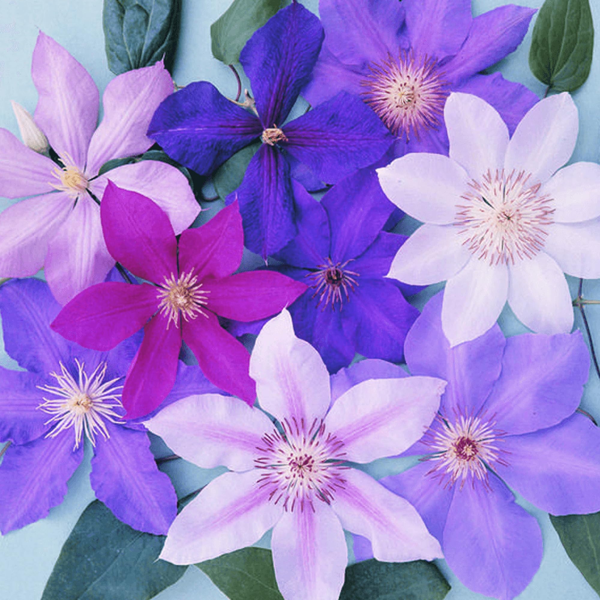 Clematis Pflanzen Mix – Winterhart & Mehrjährig, Kletterpflanze für Garten & Balkon Design