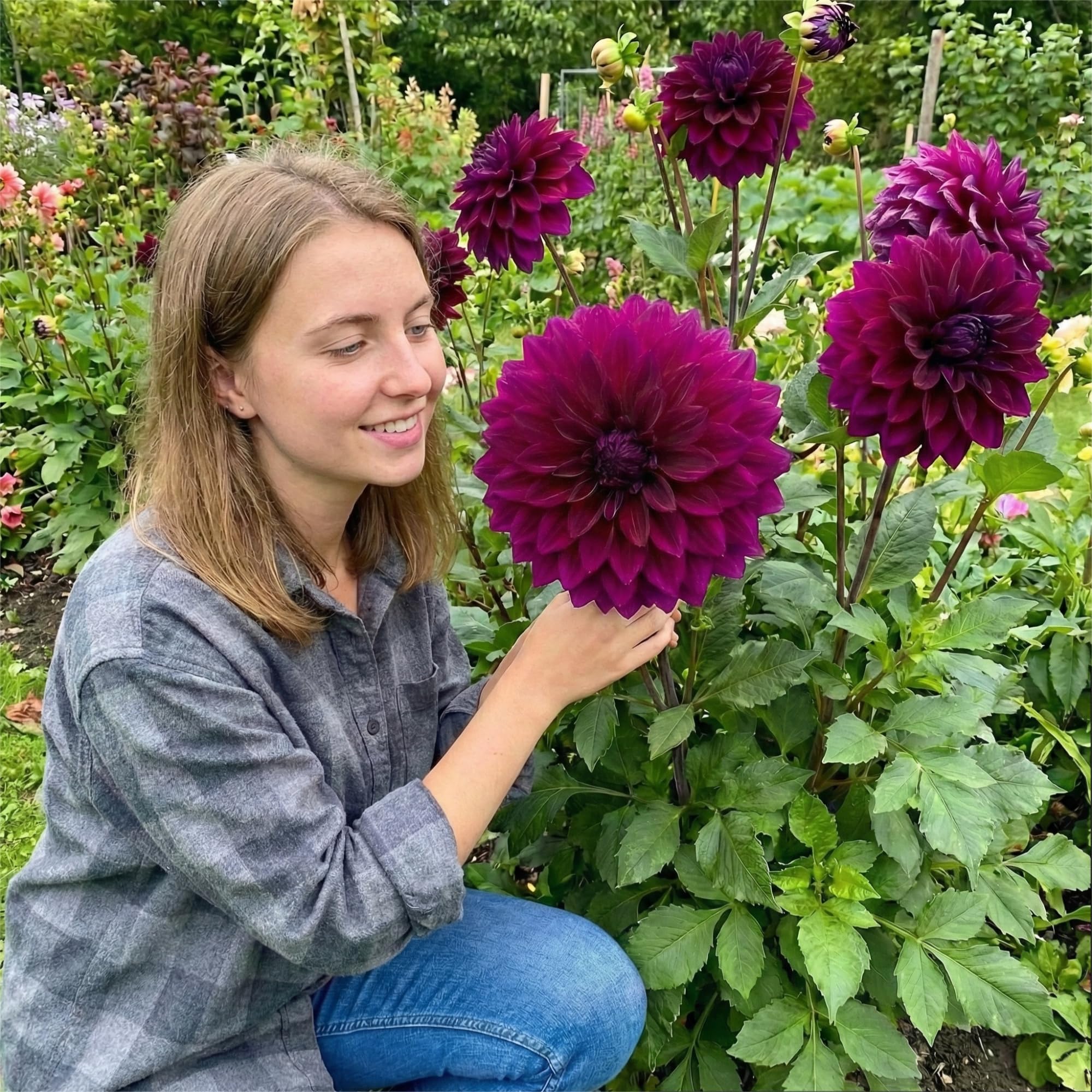 Premium Dahlien Knollen – 5x Dinnerplate Dahlie Lila mit großen Blüten für Garten