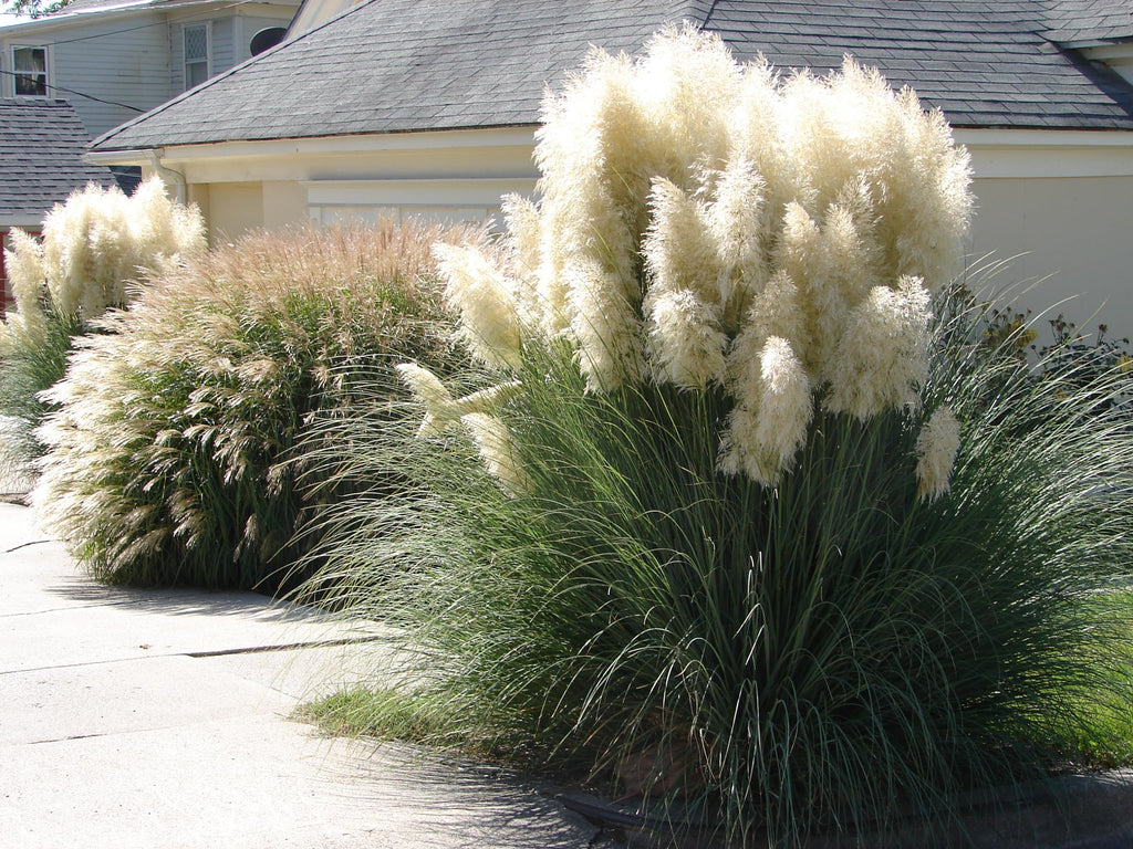 Pampasgras 2er Set – Cortaderia selloana Weiß & Rosa, winterhart & mehrjährig